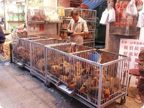 691843-Live_chicken_vendor_in_Public_Market_Hong_Kong